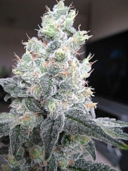 White Rhino