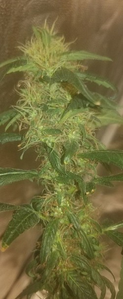 La blue Gorilla breath 1 month flower