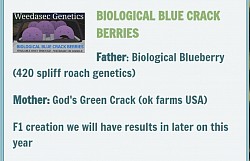 Bio blue Crack berries