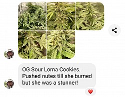 Og sour loma cookies